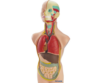 MINILAND - Juego anatomia humana 11 piezas 50 cm (Ref. 99020)