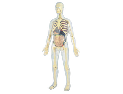 MINILAND - Juego anatomia humana 45 piezas 56 cm (Ref. 99060)